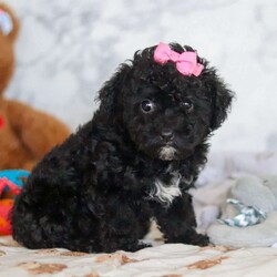 Valentine/Miniature Poodle									Puppy/Female														/7 Weeks