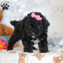 Valentine/Miniature Poodle									Puppy/Female														/7 Weeks,Valetine is the sweetest Poodle puppy around! With her expressive face and twinkling puppy dog eyes, she’s used to getting her way. This little sweetheart has everyone wrapped around her tiny paw! Her soft, silky coat and playful personality are just a few of her outstanding qualities. Highly trainable, and irresistibly adorable, Poodles are perfect for family life.