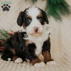 Pearl/Mini Bernedoodle									Puppy/Female														/8 Weeks,Do you love Bernese Mountain dogs but struggle with the heavy shedding then take a look at this puppy. With their poodle hair but Bernese happy personality they are sure to please.