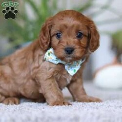 Zachary/Cavapoo									Puppy/Male																/6 Weeks,Zachary is the definition of “pawsitively” delightful! He has the cutest little face of a Cavapoo, always ready to brighten your day with his playful antics. This little guy is incredibly affectionate and loves snuggles, making him the perfect cuddle buddy. With bright eyes that seem to sparkle with mischief and warmth, Zachary is always ready to embark on a new adventure or curl up by your side for a relaxing afternoon nap. Whether he’s impressing you with his quick learning abilities during training sessions or showering you with licks and tail wags, His joyful spirit and gentle demeanor make him an irresistible addition to any loving home. His friendly nature, boundless energy and little sparks of spunk will keep you entertained, and his endearing loyalty will warm your heart.