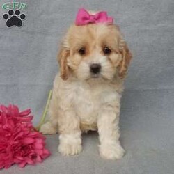 Maggie/Cockapoo									Puppy/Female														/10 Weeks,Prepare to fall in love!!!  My name is Maggie and I’m the sweetest little F1 cockapoo and I would love to come home with you!!!! One look into my warm, loving eyes and at my silky soft coat and I’ll be sure to have captured your heart already! I’m very happy, playful and very kid friendly and I would love to fill your home with all my puppy love!! I am full of personality, and ready for adventures! I stand out way above the rest with my beautiful buff colored coat!!… I will come to you vet checked head to tail, microchipped and I am up to date on all vaccinations and dewormings. I come with a 1-year guarantee with the option of extending it to a 3-year guarantee and shipping is available! My mother is Jo , a 19#chocolate merle cocker spaniel with a heart of gold and my father is Zeke,our 10# playful and kid friendly mini poodle… and he has also been genetically tested clear!  I will grow to approx. 14-17# and I will be hypoallergenic and nonshedding! !!… Why wait when you know I’m the one for you? Call or text Martha to make me the newest addition to your family and get ready to spend a lifetime of tail wagging fun with me! (7% sales tax on in home pickups) 