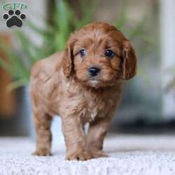 Zachary/Cavapoo									Puppy/Male																/6 Weeks,Zachary is the definition of “pawsitively” delightful! He has the cutest little face of a Cavapoo, always ready to brighten your day with his playful antics. This little guy is incredibly affectionate and loves snuggles, making him the perfect cuddle buddy. With bright eyes that seem to sparkle with mischief and warmth, Zachary is always ready to embark on a new adventure or curl up by your side for a relaxing afternoon nap. Whether he’s impressing you with his quick learning abilities during training sessions or showering you with licks and tail wags, His joyful spirit and gentle demeanor make him an irresistible addition to any loving home. His friendly nature, boundless energy and little sparks of spunk will keep you entertained, and his endearing loyalty will warm your heart.