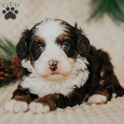 Pearl/Mini Bernedoodle									Puppy/Female														/8 Weeks,Do you love Bernese Mountain dogs but struggle with the heavy shedding then take a look at this puppy. With their poodle hair but Bernese happy personality they are sure to please.