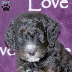 Danny/Standard Poodle Mix									Puppy/Male																/December 9th, 2024,Danny is a sweet natured and cuddly Standard Poodle Mix puppy available to a forever family! This affectionate boy is well socialized and ready to meet you. He is being raised by a family with children and will be the best addition to his new home! Vet checked and up to date on shots and de-wormer, Danny comes home with a health guarantee provided by the breeders. Learn more and schedule your visit to meet the puppies by calling Stephen Stoltzfus today!