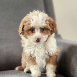 Ginger/Mini Aussiedoodle									Puppy/Female														/November 11th, 2024,Ginger is a sweet, mild mannered F1 mini aussiepoo. She is vet-checked, microchipped and up to date on vaccines and dewormer. Full grown weight is 15-25 lb. She is being raised in our home and has began potty training.