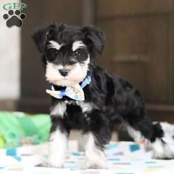 Carter/Miniature Schnauzer									Puppy/Male																/7 Weeks,Allow me to introduce you to the most darling AKC Schnauzer puppy, Carter! He embodies the perfect blend of sweetness and spunk. With his soft, silky coat he is an absolute joy to snuggle. No matter where you go, Carter will always be a head turner. Whether it’s a brisk walk in the park or a lively play session, he will turn any ordinary day into an adventure!