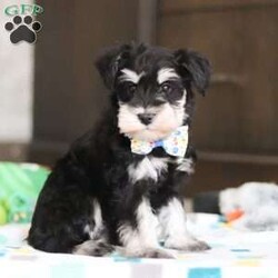 Carter/Miniature Schnauzer									Puppy/Male																/7 Weeks,Allow me to introduce you to the most darling AKC Schnauzer puppy, Carter! He embodies the perfect blend of sweetness and spunk. With his soft, silky coat he is an absolute joy to snuggle. No matter where you go, Carter will always be a head turner. Whether it’s a brisk walk in the park or a lively play session, he will turn any ordinary day into an adventure!