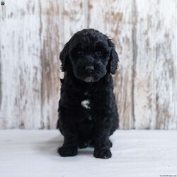 Holly/Mini Labradoodle									Puppy/Female														/8 Weeks