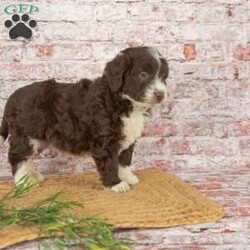 Hank/Mini Aussiedoodle									Puppy/Male																/December 8th, 2024,Intellegent. Adorable. Fluffy. Friendly. What more could you ask for? These beautiful puppies are ready to be your loyal companion. 
