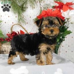 Wendy/Yorkie Poo									Puppy/Female														/10 Weeks,Meet Wendy! This super cute Yorkie-Poo puppy is vet checked & up to date on shots & wormer. She can be registered, plus comes with a 30-day health guarantee provided by the breeder! Wendy is super sweet & well socialized! She is currently being family raised with children, making her a perfect addition to your family home! If you would like more information on this sweetheart, please contact Glenn & Miriam Fox today!