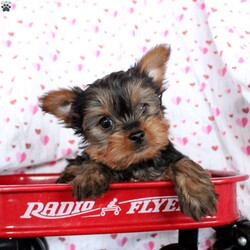Claire/Yorkie									Puppy/Female														/November 25th, 2024,Meet Claire, a well-socialized Yorkie puppy that is ready for her forever home. She is vet checked and up to date on shots & wormer plus the breeder provides a 30 day health guarantee for her. This family raised gal can also be registered with the ACA. To learn more about this very friendly pooch, call the breeder today!
