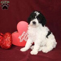 Bella/Mini Goldendoodle									Puppy/Female														/7 Weeks,Say hello to this charming and fluffy Mini Goldendoodle puppy who is started on potty training and crate training. This little sweetie pie is born to parents who are Genetically clear via Embark Vet for over 215 hereditary issues and their results show that this litter of puppies will not have any health issues that will adversely affect their health. While other Mini Goldendoodles may suffer from health issues as they age, this pup will have no predispositions to health concerns!  Each pup in this litter is up to date on shots and dewormer and vet checked! We offer the option for microchipping and a 1 Year Genetic Health Guarantee! 