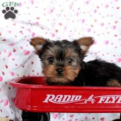 Claire/Yorkie									Puppy/Female														/November 25th, 2024,Meet Claire, a well-socialized Yorkie puppy that is ready for her forever home. She is vet checked and up to date on shots & wormer plus the breeder provides a 30 day health guarantee for her. This family raised gal can also be registered with the ACA. To learn more about this very friendly pooch, call the breeder today!