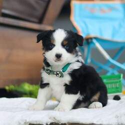 Rosco/Miniature Australian Shepherd									Puppy/Male																/9 Weeks,Introducing Rosco, the delightful AKC Miniature Australian Shepherd puppy that’s sure to steal your heart! With a coat as soft as a cloud and eyes that gleam with intelligence, Rosco is a true showstopper. His stunning appearance is only the beginning—this little guy is as sharp as a tack, soaking up new tricks and responding eagerly to training. Australian Shepherds are renowned for their intelligence, and Rosco is no exception. His quick learning and endless curiosity will keep you amazed as he effortlessly masters new skills. From herding imaginary sheep in the backyard to organizing his favorite toys, Rosco will bring a playful spark to your day.