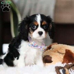 Rena/Cavalier King Charles Spaniel									Puppy/Female														/11 Weeks,Meet Rena, an AKC-registered Cavalier King Charles Spaniel with a charming presence and a heart full of love! Her soft, richly colored coat and soulful eyes capture all the classic beauty and sweetness of the Cavalier breed. Rena carries herself with elegance but has a playful and affectionate spirit, always ready for a cozy snuggle or a fun play session in the yard. True to her breed’s gentle and loyal nature, Rena is an ideal family companion, overflowing with warmth and affection. Lovingly raised and well-socialized, she’s comfortable around children and has grown accustomed to the happy energy of family life.