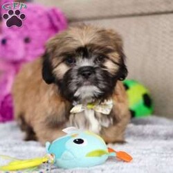 Justin/Lhasa Apso									Puppy/Male																/10 Weeks,Meet Justin he is the most adorable Lhasa Apso pup with a heart as big as his fluffy coat! This little bundle of joy is ready to bring love, laughter, and endless cuddles to your home. With his bright, expressive eyes and charming personality, he is guaranteed to win your heart in no time. Lhasas are known for their loyalty and intelligence, making them the perfect companions for families or individuals alike. Justin absolutely loves attention and will happily follow you wherever you go, always ready for snuggles or a fun game. Spend a little time with Justin, and you’ll find a best friend!