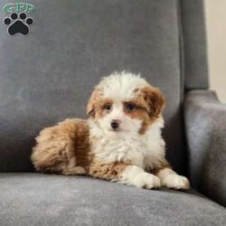 Ginger/Mini Aussiedoodle									Puppy/Female														/November 11th, 2024,Ginger is a sweet, mild mannered F1 mini aussiepoo. She is vet-checked, microchipped and up to date on vaccines and dewormer. Full grown weight is 15-25 lb. She is being raised in our home and has began potty training.