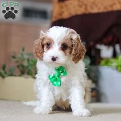 Leo/Cavapoo									Puppy/Male																/9 Weeks,Leo is the definition of “pawsitively” delightful! He has the cutest little face of a Cavapoo, always ready to brighten your day with his playful antics. This little guy is incredibly affectionate and loves snuggles, making him the perfect cuddle buddy. With bright eyes that seem to sparkle with mischief and warmth, he is always ready to embark on a new adventure or curl up by your side for a relaxing afternoon nap. Whether he’s impressing you with his quick learning abilities or showering you with licks and tail wags, his joyful spirit and gentle demeanor make him an irresistible addition to any loving home. His friendly nature, boundless energy and little sparks of spunk will keep you entertained, and his loyalty will warm your heart.