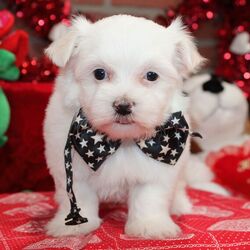 Lucius/Maltese/Male/6 weeks