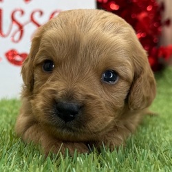 Neon/Cavapoo/Male/4 weeks