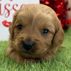 Adopt a dog:Neon/Cavapoo/Male/4 weeks,Hi, I'm Neon! It's very nice to meet you. I am a very outgoing puppy looking for a family where I would fit in! If you think you could be that family, hurry up and pick me up. I will be up to date on my vaccinations before coming home to you, so we can play as soon as I get there. I'm very excited about meeting my new family, so please don't make me wait too long!