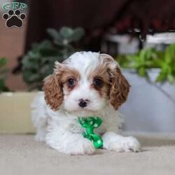 Leo/Cavapoo									Puppy/Male																/9 Weeks,Leo is the definition of “pawsitively” delightful! He has the cutest little face of a Cavapoo, always ready to brighten your day with his playful antics. This little guy is incredibly affectionate and loves snuggles, making him the perfect cuddle buddy. With bright eyes that seem to sparkle with mischief and warmth, he is always ready to embark on a new adventure or curl up by your side for a relaxing afternoon nap. Whether he’s impressing you with his quick learning abilities or showering you with licks and tail wags, his joyful spirit and gentle demeanor make him an irresistible addition to any loving home. His friendly nature, boundless energy and little sparks of spunk will keep you entertained, and his loyalty will warm your heart.