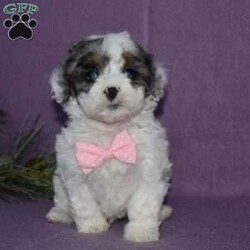 Clarissa/Forever									Puppy/Female														/8 Weeks,Clarissa is outgoing,playful and has sweet Cavachon/Poodle temperment. She’s looking for her forever home. 