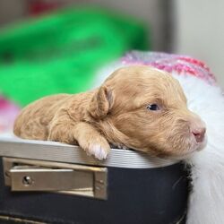 Beauty/Poodle/Female/3 weeks