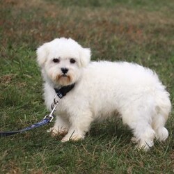 Storm/Maltipoo									Puppy/Male																/7 Weeks,Storm is the sweetest little Maltipoo around! With his expressive face and twinkling puppy eyes, he’s already got all of us wrapped around his little paw. His soft, silky coat and playful personality make him irresistible. This breed is known for being highly trainable, focused, and perfect for family life. We also make sure our pups are well-socialized from birth, so they join their new homes confident and adaptable, with a mellow, even-tempered nature.