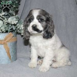 Lucy/Cocker Spaniel									Puppy/Female														/7 Weeks,Here comes the most adorable ACA Cocker Spaniel puppy! This charming little pooch is up to date on shots and dewormer and vet checked! The mother Lily is a sweet and affectionate girl and the father Buster is a handsome Cocker Spaniel. The breeder has ensured that this puppy is well socialized with adults and childre. To learn more about this beautiful pup contact Barbie & Elmer today! 