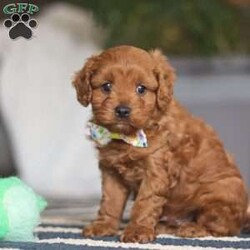 Brody/Cavapoo									Puppy/Male																/8 Weeks,Brody is the definition of “pawsitively” delightful! He has the cutest little face of a Cavapoo, always ready to brighten your day with his playful antics. This little boy is incredibly affectionate and loves snuggles, making him the perfect cuddle buddy. With bright eyes that seem to sparkle with mischief and warmth, Brody is always ready to embark on a new adventure or curl up by your side for a relaxing afternoon nap. Whether he’s impressing you with his quick learning abilities during training sessions or showering you with licks and tail wags, His joyful spirit and gentle demeanor make him an irresistible addition to any loving home. His friendly nature, boundless energy and little sparks of spunk will keep you entertained, and his endearing loyalty will warm your heart.