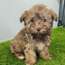 Grant/Havanese									Puppy/Male																/12 Weeks