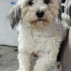 Grant/Havanese									Puppy/Male																/12 Weeks,Nice to meet you! I’m Grant a very adorable Chocolate Havanese puppy! These charming little ones are ready to bring joy and love into your home. Grant has been vet checked, microchipped and I am up to date on vaccinations and dewormings and will come with a vet check and one year genetic health guarantee. Call or text anytime to make me the newest addition to your family and get ready to spend a lifetime of tail wagging fun!