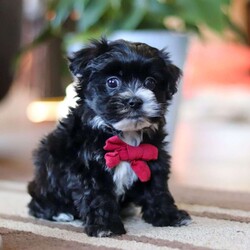 Storm/Maltipoo									Puppy/Male																/7 Weeks