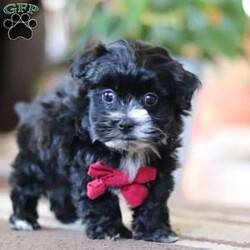 Storm/Maltipoo									Puppy/Male																/7 Weeks,Storm is the sweetest little Maltipoo around! With his expressive face and twinkling puppy eyes, he’s already got all of us wrapped around his little paw. His soft, silky coat and playful personality make him irresistible. This breed is known for being highly trainable, focused, and perfect for family life. We also make sure our pups are well-socialized from birth, so they join their new homes confident and adaptable, with a mellow, even-tempered nature.