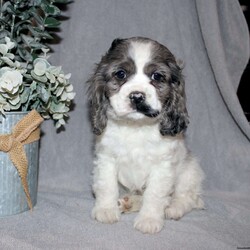 Lucy/Cocker Spaniel									Puppy/Female														/7 Weeks,Here comes the most adorable ACA Cocker Spaniel puppy! This charming little pooch is up to date on shots and dewormer and vet checked! The mother Lily is a sweet and affectionate girl and the father Buster is a handsome Cocker Spaniel. The breeder has ensured that this puppy is well socialized with adults and childre. To learn more about this beautiful pup contact Barbie & Elmer today! 