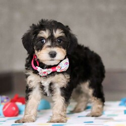 Alice/Mini Schnoodle									Puppy/Female														/8 Weeks,Meet Alice! She is the cutest little Schnoodle puppy, a delightful blend of a Schnauzer and Poodle, inheriting the best traits from both breeds. With her intelligent eyes, and playful personality, Alice is the perfect combination of charm and energy. She’s affectionate, highly trainable, and full of love, making her an ideal companion for any family. Whether she’s snuggling up for cuddles or bouncing around with excitement, she brings endless joy and warmth to our home. We couldn’t have asked for a more perfect puppy!