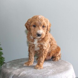 Jamie/Mini Aussiedoodle									Puppy/Male																/7 Weeks,Are you looking for a smart, hypoallergenic, and lovable puppy to add to your home? You need a Mini Aussiedoodle puppy! Say hello to this adorable curly pup who is up to date on shots and dewormer and vet checked! The breeder has made sure that this puppy is well socialized with children and is family raised. If you are looking for a fun loving puppy with a soft coat and beautiful colors contact us today! 