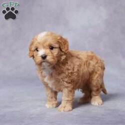 Arnie/Cavapoo									Puppy/Male																/6 Weeks,Meet Arnie, a sweet and charming F1 Cavapoo who’s looking for his forever home. Raised in a loving and caring environment, Arnie is well-socialized and ready to bring joy to your family. He’s been vet-checked, up to date on vaccines and dewormer, and is microchipped for added safety. Arnie also comes with a health guarantee, giving you peace of mind. His parents are AKC registered and have been genetically health tested to ensure he’s as healthy as possible. If you’re far away, don’t worry – we offer delivery options to bring Arnie to you. Don’t miss out on the chance to welcome this adorable and loving companion into your life! He’s sure to steal your heart.