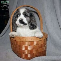 Lucy/Cocker Spaniel									Puppy/Female														/7 Weeks,Here comes the most adorable ACA Cocker Spaniel puppy! This charming little pooch is up to date on shots and dewormer and vet checked! The mother Lily is a sweet and affectionate girl and the father Buster is a handsome Cocker Spaniel. The breeder has ensured that this puppy is well socialized with adults and childre. To learn more about this beautiful pup contact Barbie & Elmer today! 