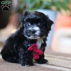 Storm/Maltipoo									Puppy/Male																/7 Weeks,Storm is the sweetest little Maltipoo around! With his expressive face and twinkling puppy eyes, he’s already got all of us wrapped around his little paw. His soft, silky coat and playful personality make him irresistible. This breed is known for being highly trainable, focused, and perfect for family life. We also make sure our pups are well-socialized from birth, so they join their new homes confident and adaptable, with a mellow, even-tempered nature.