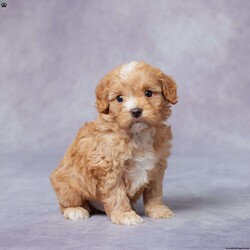 Arnie/Cavapoo									Puppy/Male																/6 Weeks,Meet Arnie, a sweet and charming F1 Cavapoo who’s looking for his forever home. Raised in a loving and caring environment, Arnie is well-socialized and ready to bring joy to your family. He’s been vet-checked, up to date on vaccines and dewormer, and is microchipped for added safety. Arnie also comes with a health guarantee, giving you peace of mind. His parents are AKC registered and have been genetically health tested to ensure he’s as healthy as possible. If you’re far away, don’t worry – we offer delivery options to bring Arnie to you. Don’t miss out on the chance to welcome this adorable and loving companion into your life! He’s sure to steal your heart.