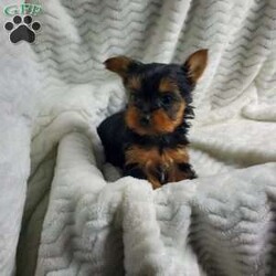 Lady (toy)/Yorkie									Puppy/Female														/8 Weeks,Sweet Lady is a very well socialized and friendly puppy.  She loves to play with children and will be  your best friend.  Her parents  weigh  around  5 #. Please contact us to make Lady your very own puppy!