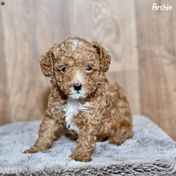 Archie/Toy Poodle									Puppy/Male																/8 Weeks,Our adorable Toy Poodle puppies are looking for loving homes where they will be cherished as part of the family! These sweet and intelligent little pups have been family-raised and well-socialized, ensuring they are friendly, playful, and ready to bond with their new owners. Their affectionate nature and hypoallergenic coats make them the perfect companions for any home.