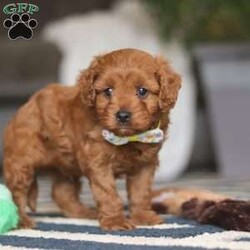 Brody/Cavapoo									Puppy/Male																/8 Weeks,Brody is the definition of “pawsitively” delightful! He has the cutest little face of a Cavapoo, always ready to brighten your day with his playful antics. This little boy is incredibly affectionate and loves snuggles, making him the perfect cuddle buddy. With bright eyes that seem to sparkle with mischief and warmth, Brody is always ready to embark on a new adventure or curl up by your side for a relaxing afternoon nap. Whether he’s impressing you with his quick learning abilities during training sessions or showering you with licks and tail wags, His joyful spirit and gentle demeanor make him an irresistible addition to any loving home. His friendly nature, boundless energy and little sparks of spunk will keep you entertained, and his endearing loyalty will warm your heart.