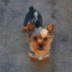 Lady (toy)/Yorkie									Puppy/Female														/8 Weeks,Sweet Lady is a very well socialized and friendly puppy.  She loves to play with children and will be  your best friend.  Her parents  weigh  around  5 #. Please contact us to make Lady your very own puppy!