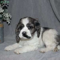 Lucy/Cocker Spaniel									Puppy/Female														/7 Weeks,Here comes the most adorable ACA Cocker Spaniel puppy! This charming little pooch is up to date on shots and dewormer and vet checked! The mother Lily is a sweet and affectionate girl and the father Buster is a handsome Cocker Spaniel. The breeder has ensured that this puppy is well socialized with adults and childre. To learn more about this beautiful pup contact Barbie & Elmer today! 