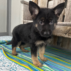 Virgil/German Shepherd Dog/Male/9 weeks