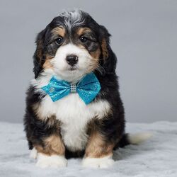 Murphy/Bernedoodle/Male/7 weeks