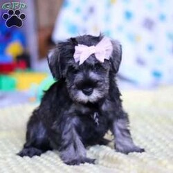 Gemma/Miniature Schnauzer									Puppy/Female														/8 Weeks,Allow me to introduce you to the most darling AKC Schnauzer puppy, Gemma! She embodies the perfect blend of sweetness and spunk. With her soft, silky coat she is an absolute joy to snuggle. No matter where you go, she will always be a head turner. Whether it’s a brisk walk in the park or a lively play session, she will turn any ordinary day into an adventure!